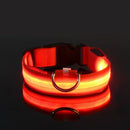 Coleira de Led